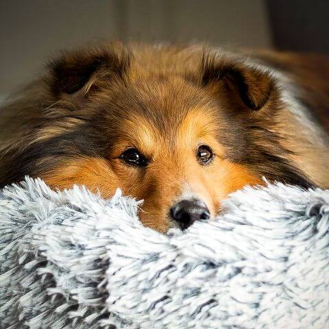 How Soft Pet Beds Improve Your Pet's Well-being